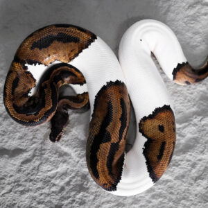 OD Leopard Pied (1)