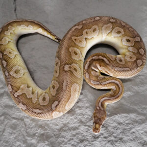 Pewter Lesser Het Puzzle (Cinnamon Line)