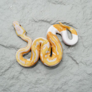 Candy Pied