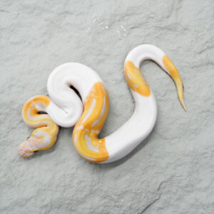 Candy Pied