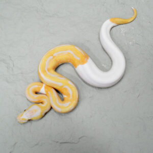 Candy Pied
