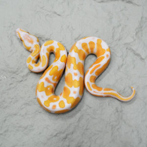 OD Enchi Lavender (HI)