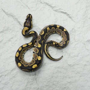 YB 100% DH VPI Axanthic Desert Ghost