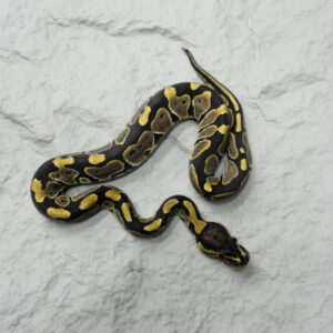 YB 100% DH VPI Axanthic Desert Ghost