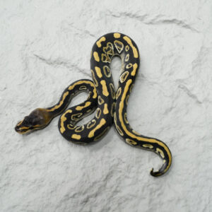 NR Mandarin Cypress Wookie 100% Het Hypo