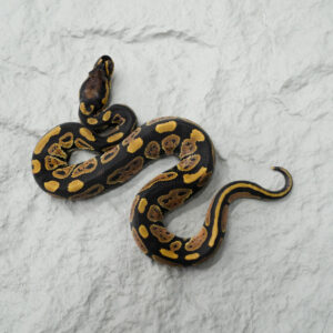 NR Mandarin 100% Het Hypo