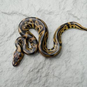Red Gene Leopard Crypton 100% Het Desert Ghost Poss Black Head