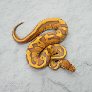 Red Stripe Leopard Ultramel 50% Het Genetic Stripe