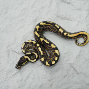 Red Stripe GHI 100% Het Ultramel 50% Het Genetic Stripe