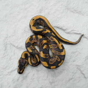 Leopard Red Stripe 100% Het Ultramel 50% Het Genetic Stripe