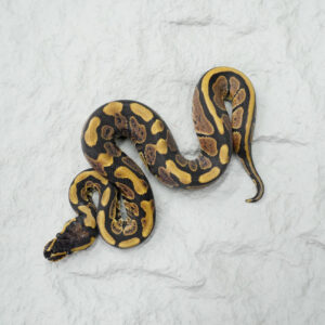 Red Stripe 100% Het Ultramel 50% Het Genetic Stripe