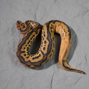 Leopard  Calico YB  Disco Phantom Clown  Poss Black Head Red Gene