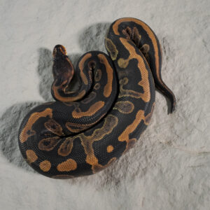 Wookie  YB 100% DH Desert Ghost Pied