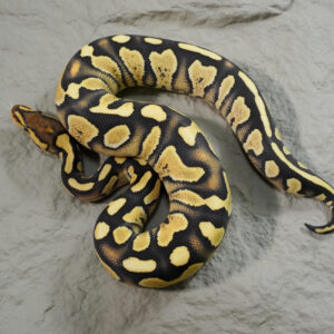 Wookie Asphalt Desert Ghost 100% Het Cryptic