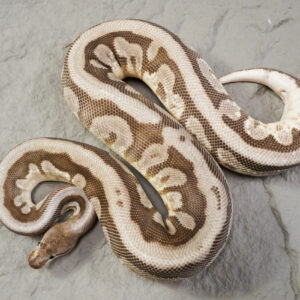 OD  Hidden Gene Woma Black Pastel Fire 100% Het Clown