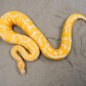 Red Stripe YB Lavender 100% Het Clown
