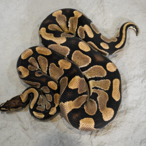 Blade 100% Quad Het VPI Axanthic Clown Hypo Pied