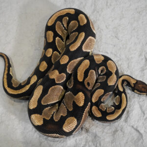 Blade 100% Quad Het VPI Axanthic Clown Hypo Pied