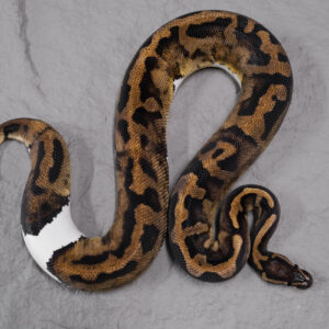 Pied 100% Het Ultramel  (Proven 5 Eggs)