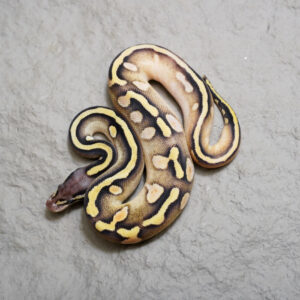 Calico Mojave Pastel  66% DH Desert Ghost Clown Poss Enchi