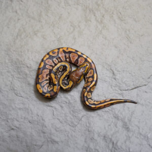 Nr Mandarin Hypo Poss Calico