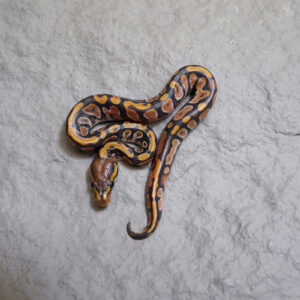 Nr Mandarin Hypo Poss Calico
