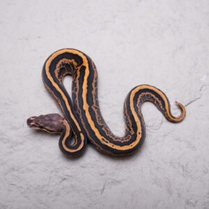 Dot Black Pastel Leopard Fire 100% Het Cryptic / Clown