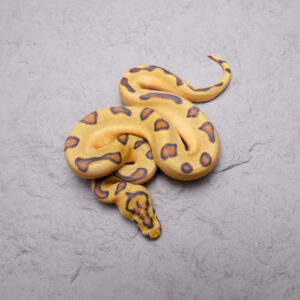 OD ( HI ) Super Enchi Hypo Clown