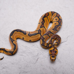 YB Enchi / Blade Clown 100% Het Ultramel