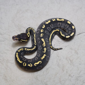 Hurricane GHI Mojave 100% Het Clown Poss YB