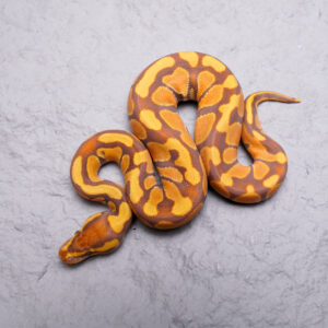 Enchi Blade Ultramel 100% Het Clown Poss YB