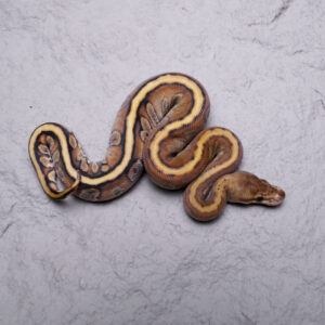 Cypress Hidden Gene Woma Granite Sulfur 100% Het Clown