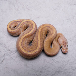 Cypress Hidden Gene Woma Granite Sulfur Clown