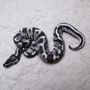 Leopard VPI Axanthic 100% Het Pied