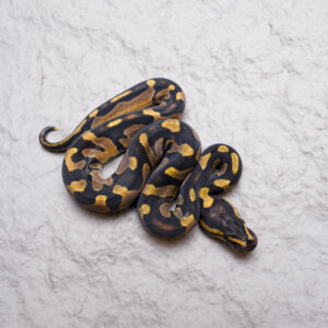 Chocolate Enchi 66% DH Hypo Clown