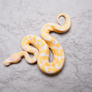Candy / Aldino 100% Het Pied