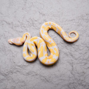 Candy / Candino 100% Het Pied
