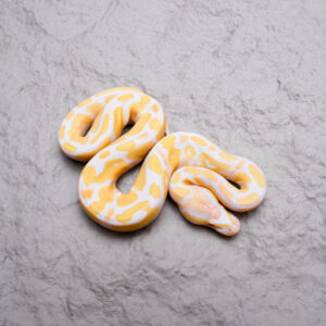 Candy / Aldino 100% Het Pied