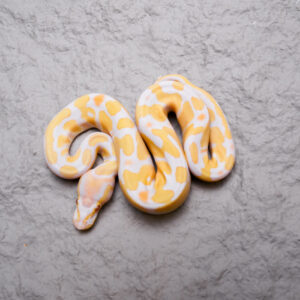Candy / Aldino 100% Het Pied