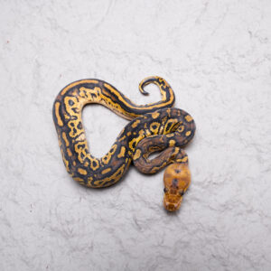 Black Head Red Gene Mckenzie Jungle Woma Disco / Fire Clown