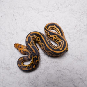 Black Head Red Gene Mckenzie Jungle Woma Leopard Disco / Fire Clown