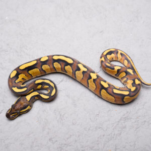 Black Head Red Gene Mckenzie Phantom Enchi Disco / Fire 100% Het Clown