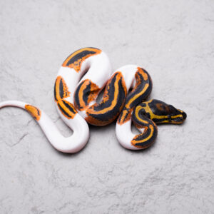 Leopard YB Pied 100% Het Clown
