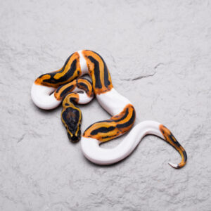 Leopard Pied 100% Het Clown Poss OD ( HI )