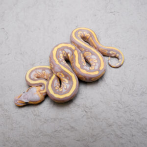 Cypress Carnage Spotnose YB Banana 100% Het Clown (FMK)
