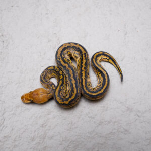 Bongo Spotnose Jungle Woma YB Clown