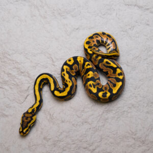 Dot Spotnose YB 100% Het Cryptic