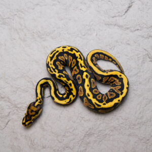 Dot Phantom Spotnose YB 100% Het Cryptic