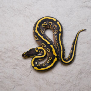 Dot Phantom YB 100% Het Cryptic
