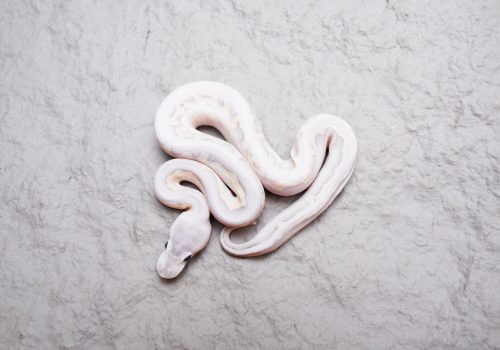 DSC04608